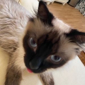 Meet your Posher, Amelia